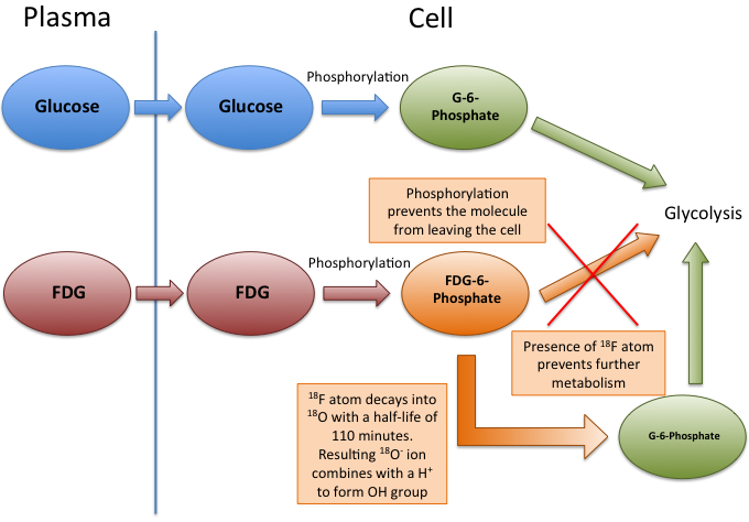 Metabolic pathway of FDG